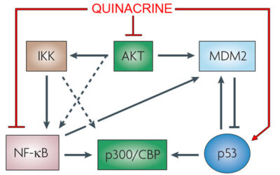 Beyond DNA binding – a review of the potential mechanisms mediating quinacrine’s therapeutic activities in parasitic infections, inflammation, and cancers
