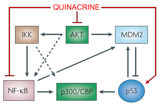 Beyond DNA binding – a review of the potential mechanisms mediating quinacrine’s therapeutic activities in parasitic infections, inflammation, and cancers